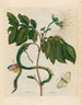 Wycke Bockies - Maria Sibylla Merian — vista dell’opera