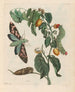 Zursak - Maria Sibylla Merian — vista dell’opera