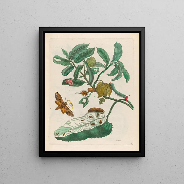 Maria Sibylla Merian - Zuursak.webp