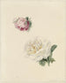 Studi di una rosa rosa e di una rosa bianca - Marie Louise Praetorius — vista dell’opera