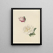 Studi di una rosa rosa e di una rosa bianca - Marie Louise Praetorius — quadro incorniciato alla parete
