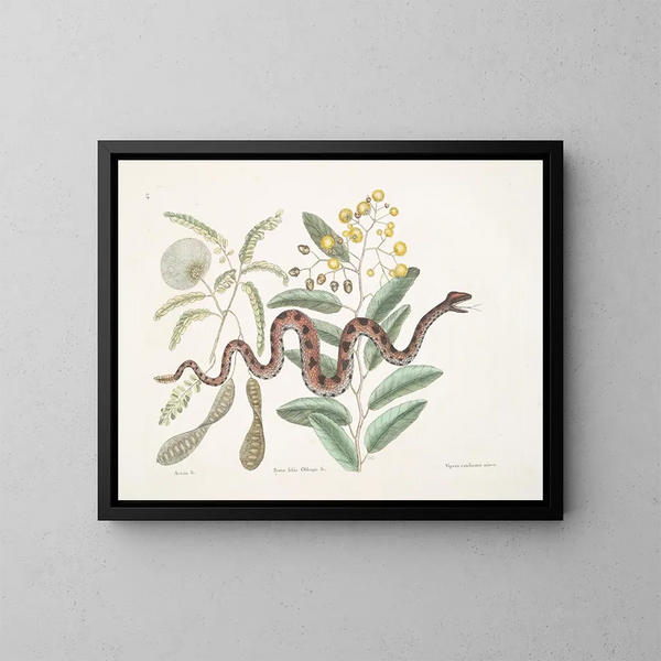 Acacia e frutteto, frutteto con foglie oblunghe e vipera a coda di sonagli minore - Mark Catesby — quadro incorniciato alla parete