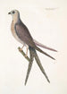 Accipiter cauda forcipata furcata Le Faucon à queue d'hirondelle - Mark Catesby — vista dell’opera