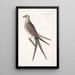 Accipiter cauda forcipata furcata Le Faucon à queue d'hirondelle - Mark Catesby — quadro incorniciato alla parete