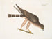 Le falco delle tortore - Mark Catesby — vista dell’opera