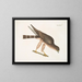 Le falco delle tortore - Mark Catesby — quadro incorniciato alla parete