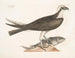 Il falco pescatore - Mark Catesby — vista dell’opera
