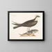 Il falco pescatore - Mark Catesby — quadro incorniciato alla parete