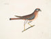 Le petit faucon - Mark Catesby — vista dell’opera