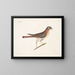Le petit faucon - Mark Catesby — quadro incorniciato alla parete
