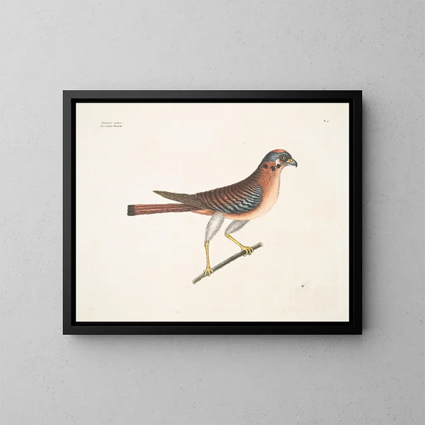 Le petit faucon - Mark Catesby — quadro incorniciato alla parete