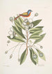 Althaea Alcea Floridana Le Loblolly-Bay Avis Tricolor Le Pinson peint - Mark Catesby — vista dell’opera