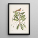 Althaea Alcea Floridana Le Loblolly-Bay Avis Tricolor Le Pinson peint - Mark Catesby — quadro incorniciato alla parete