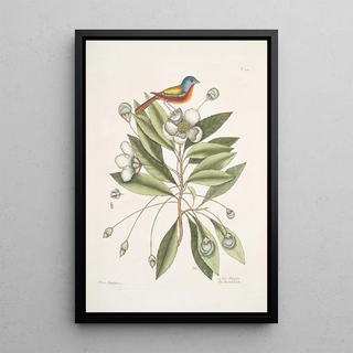 Mark Catesby - Althea Alcea Floridana The LoblollyBay Avis Tricolor The Painted Finch.webp