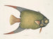 Un Acarauna e il Pesce angelo - Mark Catesby — vista dell’opera