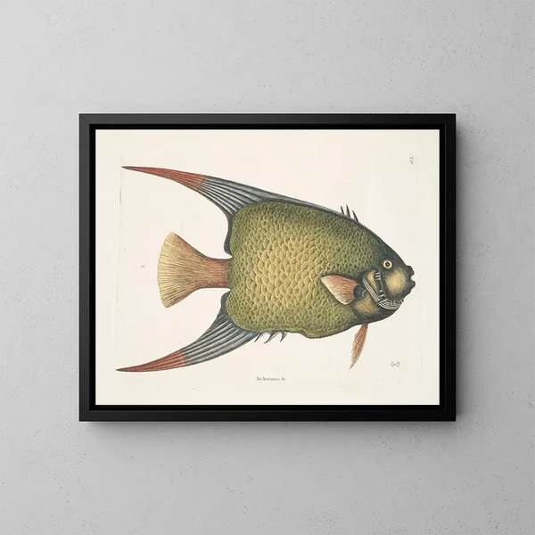 Un Acarauna e il Pesce angelo - Mark Catesby — quadro incorniciato alla parete