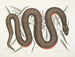 Un Recinoides e la corteccia di Ilathera, Anguis e il serpente con ventre di rame - Mark Catesby — vista dell’opera