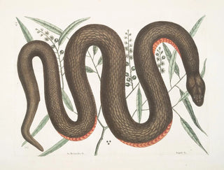 Mark Catesby - An Recinoides c The Ilathera Bark Anguis c The Copperbelly Snake.webp