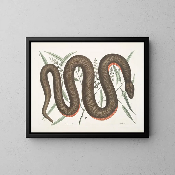 Un Recinoides e la corteccia di Ilathera, Anguis e il serpente con ventre di rame - Mark Catesby — quadro incorniciato alla parete