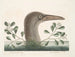 Il grande pazzo di Bassano - Mark Catesby — vista dell’opera