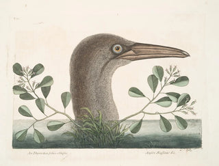 Il grande pazzo di Bassano - Mark Catesby — vista dell’opera