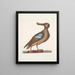 Anas Americanus Le Canard souchet à ailes bleues - Mark Catesby — quadro incorniciato alla parete