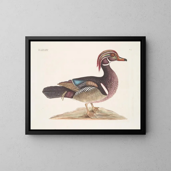 Il papero d'estate elegante - Mark Catesby — quadro incorniciato alla parete