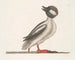 Il cigno bufalo - Mark Catesby — vista dell’opera