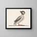 Il cigno bufalo - Mark Catesby — quadro incorniciato alla parete
