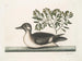 Il piccolo anatroccolo marrone - Mark Catesby — vista dell’opera