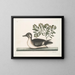 Il piccolo anatroccolo marrone - Mark Catesby — quadro incorniciato alla parete
