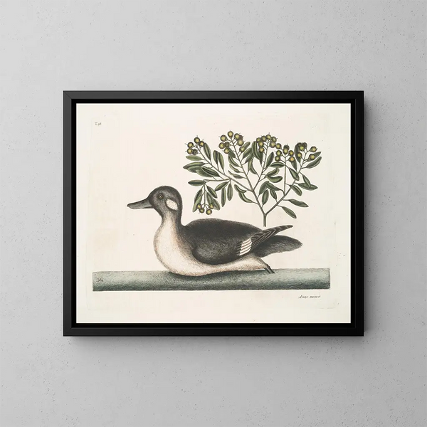 Il piccolo anatroccolo marrone - Mark Catesby — quadro incorniciato alla parete