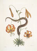 Anguis capite viperino Le Serpent à nez retroussé Lilium c - Mark Catesby — vista dell’opera