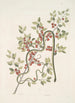 Anguis viridis Le Serpent vert Cassena c - Mark Catesby — vista dell’opera