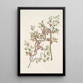 Mark Catesby - Anguis viridis The GreenSnake Cassena c.webp