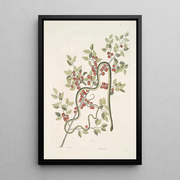 Mark Catesby - Anguis viridis The GreenSnake Cassena c.webp