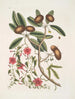 Anona foliis Laurinis Le Sappadillo Convolvulus feuilles panachées c - Mark Catesby — vista dell’opera