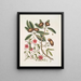 Anona foliis Laurinis Le Sappadillo Convolvulus feuilles panachées c - Mark Catesby — quadro incorniciato alla parete