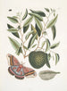 Anona maxima c Phalna magna Il più grande farfalla delle Isole Caroline La larva di questa farfalla - Mark Catesby — vista dell’opera