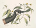 Oca del Canada Chrysanthemum c - Mark Catesby — vista dell’opera