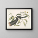 Oca del Canada Chrysanthemum c - Mark Catesby — quadro incorniciato alla parete