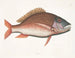 Anthea, il pesce pecora - Mark Catesby — vista dell’opera