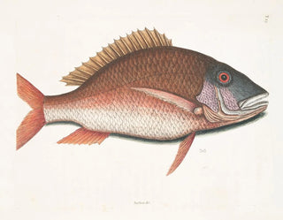 Mark Catesby - Anthea The MuttonFish.webp
