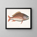 Anthea, il pesce pecora - Mark Catesby — quadro incorniciato alla parete