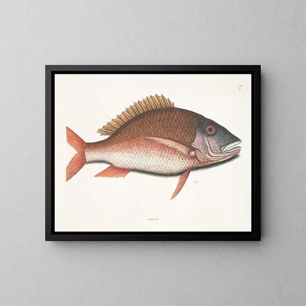 Anthea, il pesce pecora - Mark Catesby — quadro incorniciato alla parete