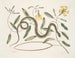 Apocynum c. Angis viridis maculatus, il serpente verde maculato - Mark Catesby — vista dell’opera