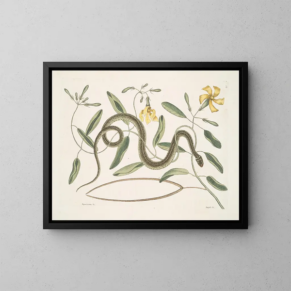 Apocynum c. Angis viridis maculatus, il serpente verde maculato - Mark Catesby — quadro incorniciato alla parete