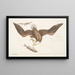 Aquila capite Albo L'Aquila a testa bianca La dimensione della testa dell'aquila - Mark Catesby — quadro incorniciato alla parete