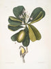 Tonnelle Jasmin floribus Les Sept Ans Pomme Parus Bahamensis Les Bahama Titmous - Mark Catesby — vista dell’opera