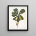 Tonnelle Jasmin floribus Les Sept Ans Pomme Parus Bahamensis Les Bahama Titmous - Mark Catesby — quadro incorniciato alla parete